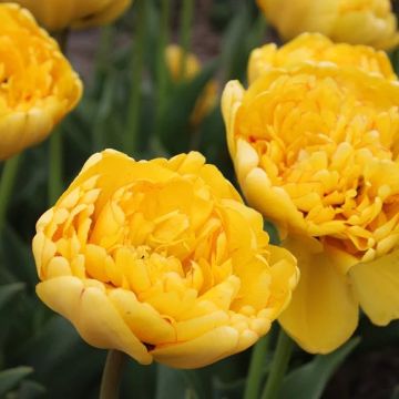 Peony Flowered Tulip Yellow Pomponette - Double Golden Tulips - Pack of 12