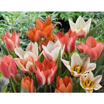 Tulip Beautiful Balance - Pack of 25 Bulbs