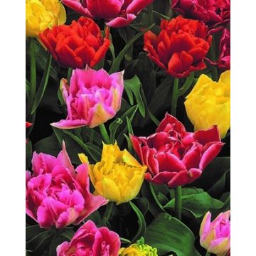 Tulip Double Early Mix - Pack of 25