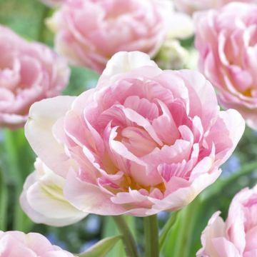 Tulip Finola - Pack of 6 Bulbs