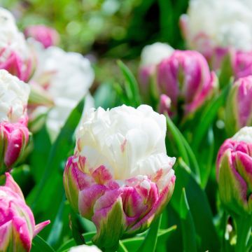 Tulip Ice Cream - Pack of 6 Bulbs