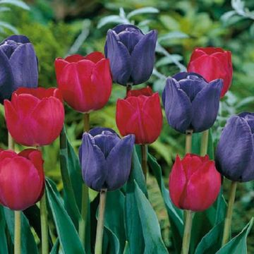 Tulips ‘Mistress of Dark’ pack of 25 Bulbs