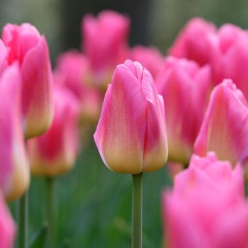 Tulip Tom Pouce - Pack of 6 Bulbs