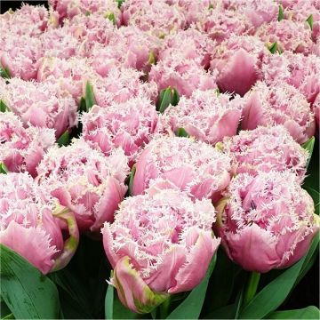 Tulips Cairns - Double Fringed Tulip - Pack of 6 Bulbs