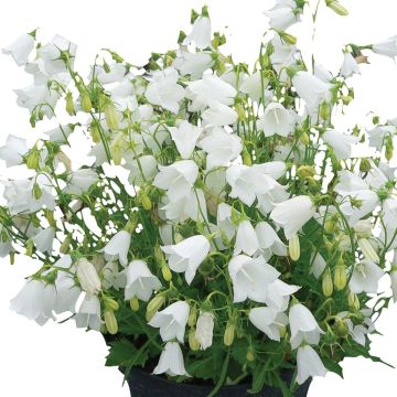 Campanula cochleariifolia Jingle White