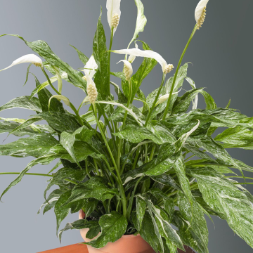 Spathiphyllum Diamond - Variegated Peace Lily 