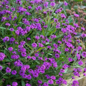 Verbena Rigida - Low Growing Perennial Purple Verbena - In Bud & Bloom