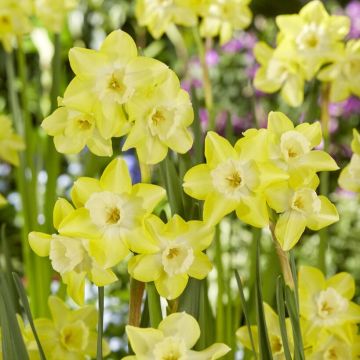 Narcissus Verdin - Pack of 10