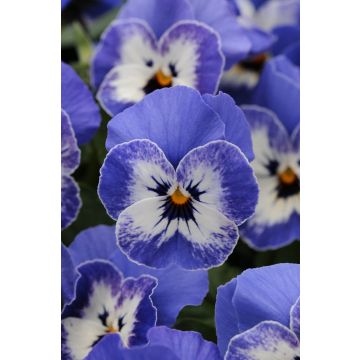 Viola Sorbet Delft Blue in Bud and Bloom