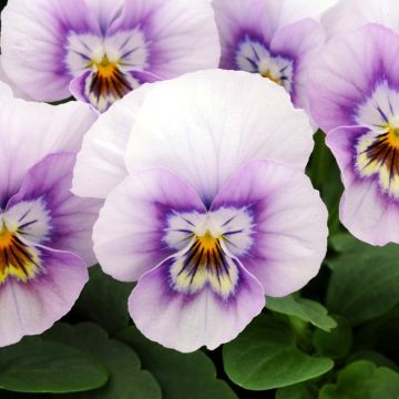 Viola Pink Halo - in Bud and Bloom