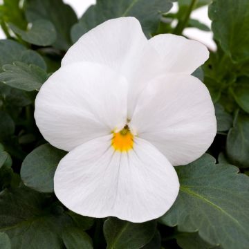 Viola Trailing White in Bud and Bloom