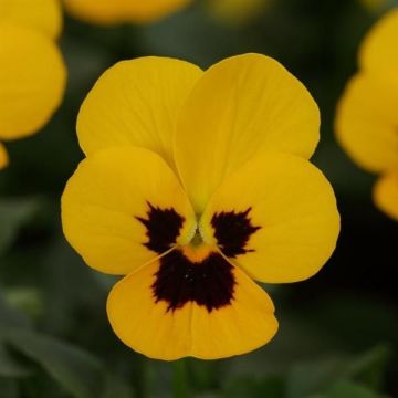 Viola Yellow Blotch - in Bud and Bloom