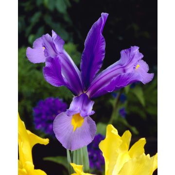 Iris 'Imperator'