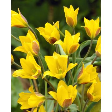 Tulip Kolpakowskiana- Pack of 6 Bulbs