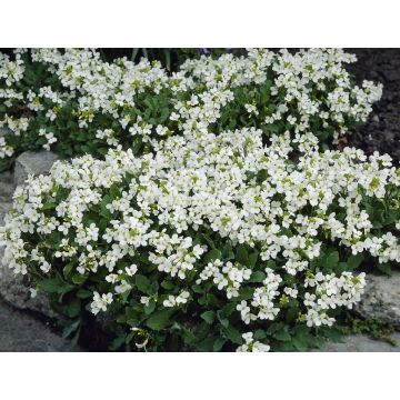 Arabis White