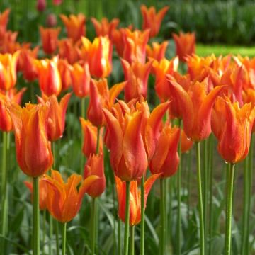 Tulip Marjolein  - Pack of 10