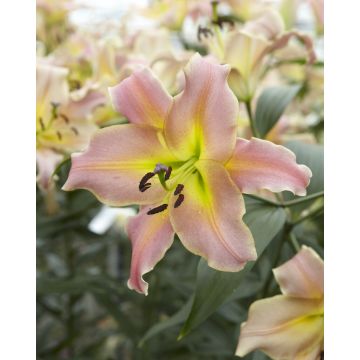 Lilium Tower On Stage - Pack of 3