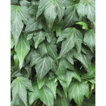 Hedera Green Ripple - circa 150cm