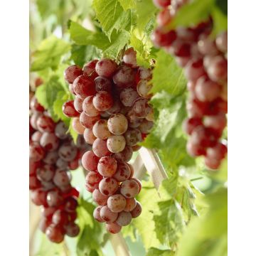 Vitis 'Vanessa' - Grape Vine