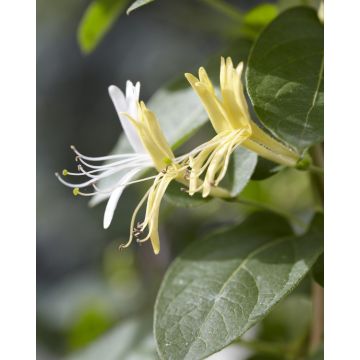 Lonicera japonica 'Hall's Prolific' Honeysuckle - Large 6-7ft Specimen Plant