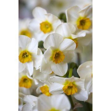 Narcissus Beautiful Eyes  - Pack of 10