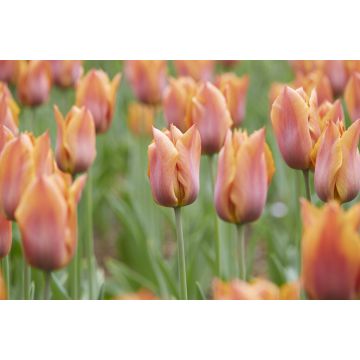 Tulip Request- Pack of 6 