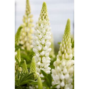 Lupin Gallery White