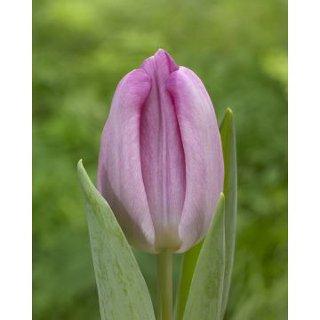 Tulip Debu Candy - Pack of 6 Bulbs