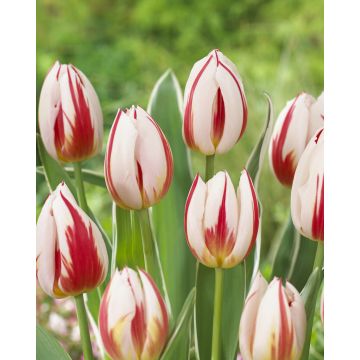 Tulip Happy Generation - Pack of 6 Bulbs