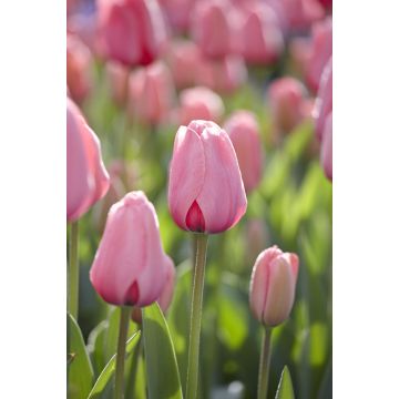 Tulip Darwin Pink Impression- Pack of 6 