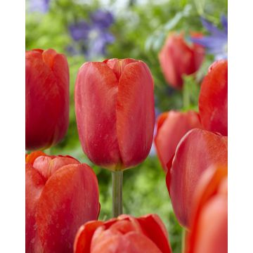 Tulip Bourbon Street - Pack of 6 Bulbs