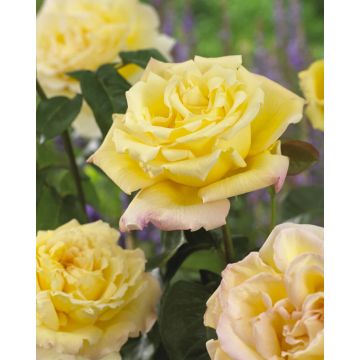 LARGE Standard Rose Tree - Gloria Dei 