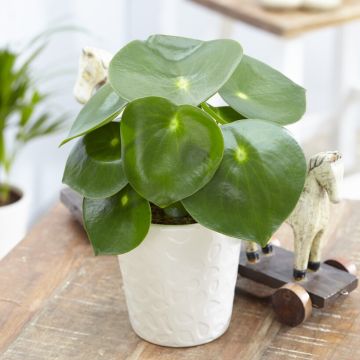 Peperomia polybotrya 'Raindrop'