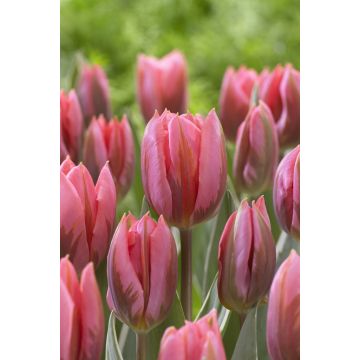 Tulip Pretty Princess- Pack of 6 