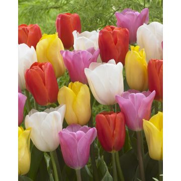 Tulip Triumph Garden Mix - Pack of 25