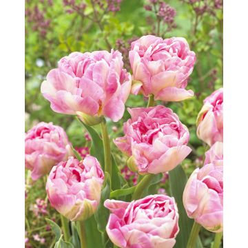 Tulip Angelique - Pack of 6 Bulbs