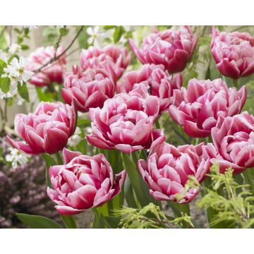 Tulip Columbus - Pack of 6 Bulbs