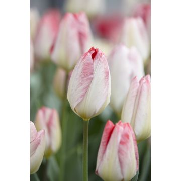 Tulip Flaming Purissima - Pack of 6 Bulbs