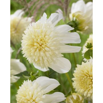 Dahlia Platinum Blonde