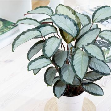 Calathea picturata