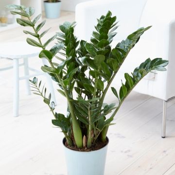 Zamioculcas Emerald Palm