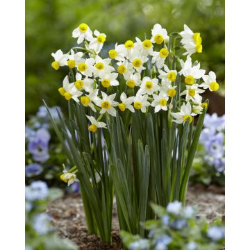 Narcissus Canaliculatus - Pack of 25 Bulbs