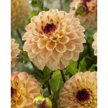 Dahlia Yellow Jill