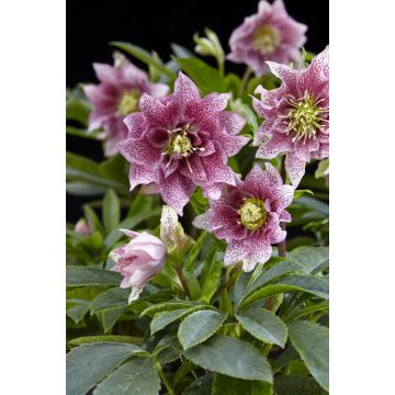 Helleborus orientalis Hello Amber