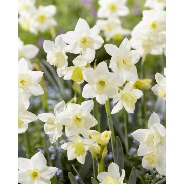 Narcissus Pueblo - pack of 25