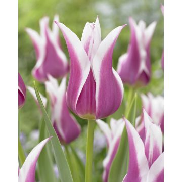 Tulip Ballade - Pack of 6 Bulbs