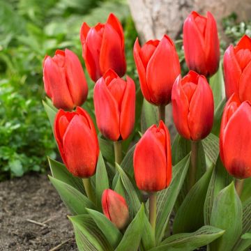 Tulip Showwinner - Pack of 10 Bulbs