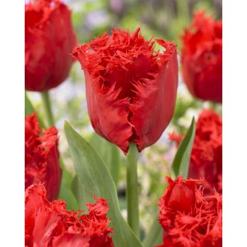 Tulip Indiana - Pack of 6 Bulbs