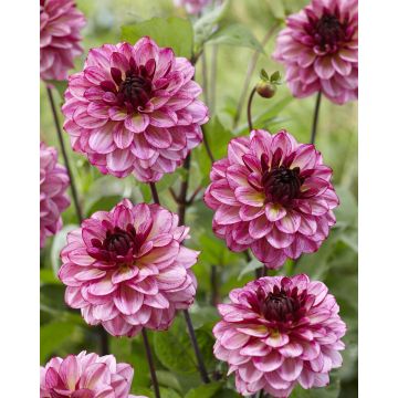 Dahlia Muchacha