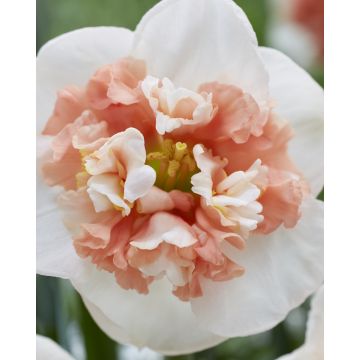 Narcissus Fire Drill - Pack of 5